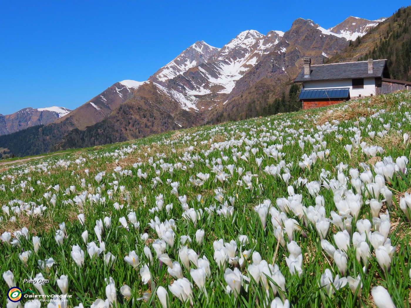 09 Belle distese di Crocus vernus (Zafferano maggiore).JPG